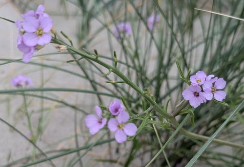 European Searocket