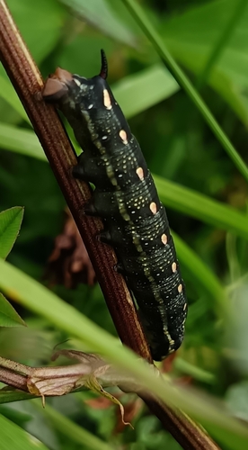Bedstraw Hawkmoth
