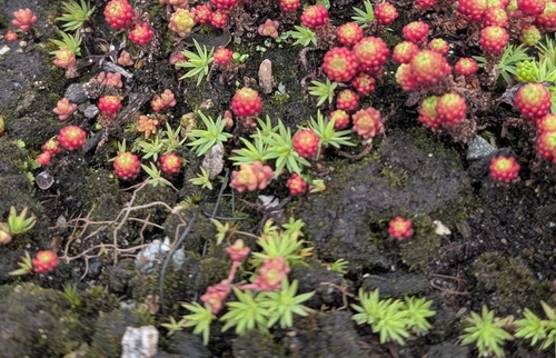 Urn Hair Moss