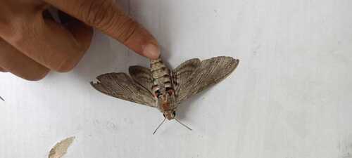 Convolvulus Hawkmoth