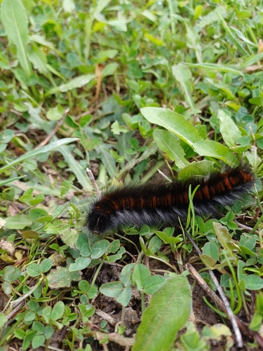 Fox Moth