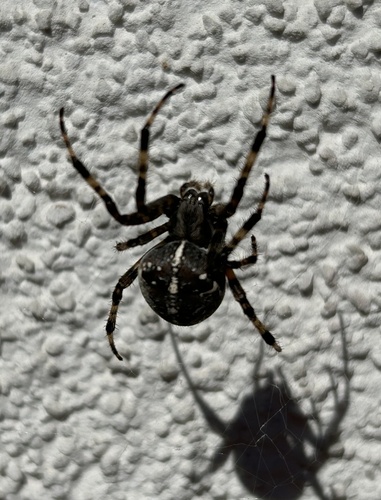 Cross Orbweaver