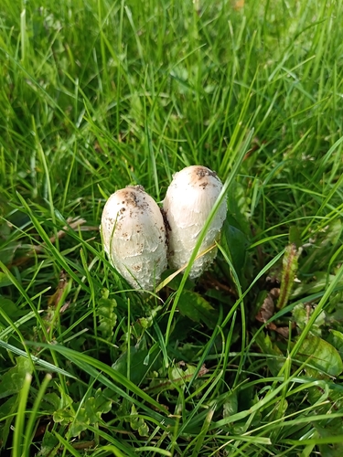 Shaggy Mane