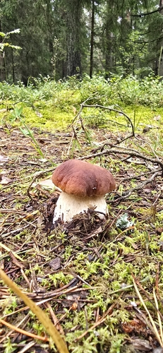 King Bolete