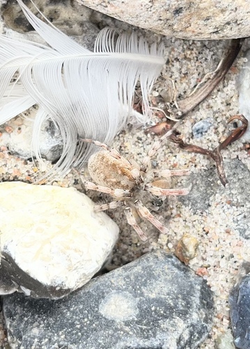 Northern Bear Spider
