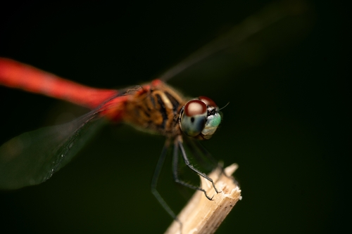 Sympetrum kunckeli
