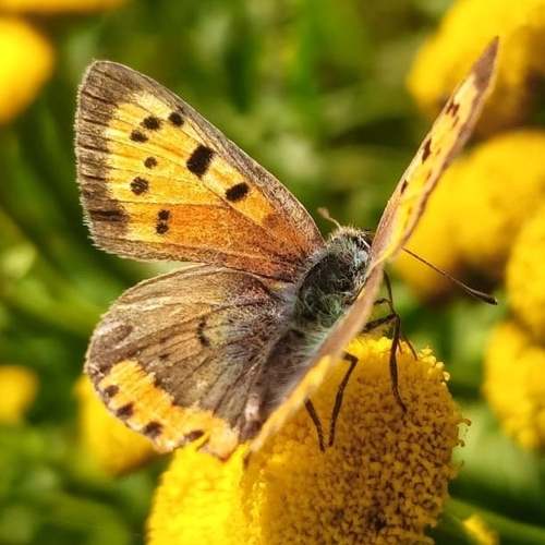 Small Copper