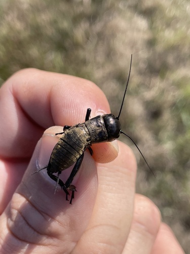 European Field Cricket