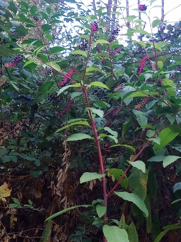 American pokeweed