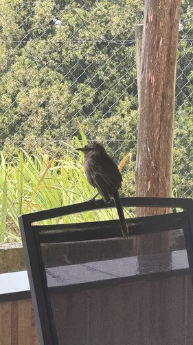 Chalk-browed Mockingbird