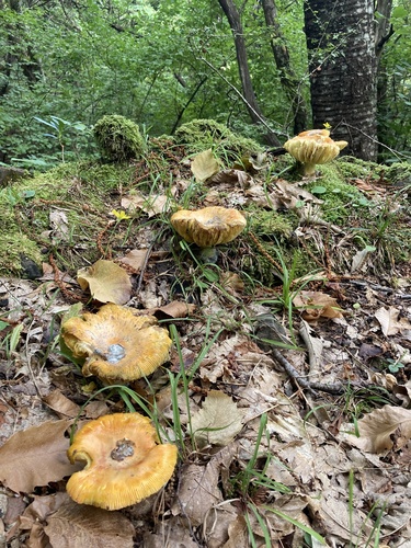 Caesar's mushroom