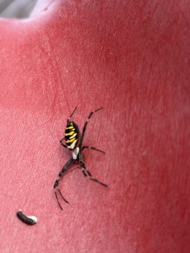 Wasp Spider
