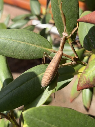 European Mantis