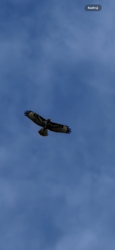 Common Buzzard