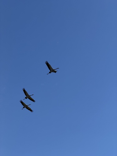Common Crane