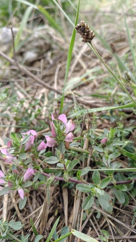 trailing restharrow
