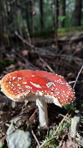 Fly Agaric