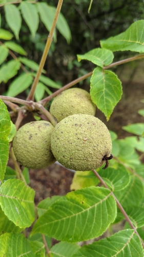 eastern black walnut