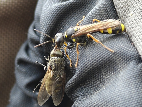 Field digger wasp