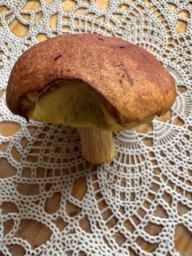 Aureoboletus projectellus