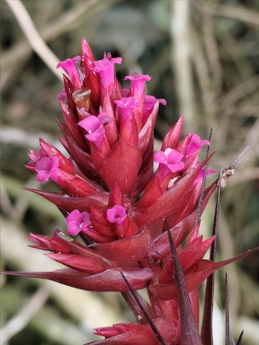 Tillandsia geminiflora