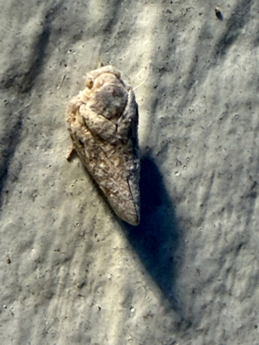 Citrus Flatid Planthopper