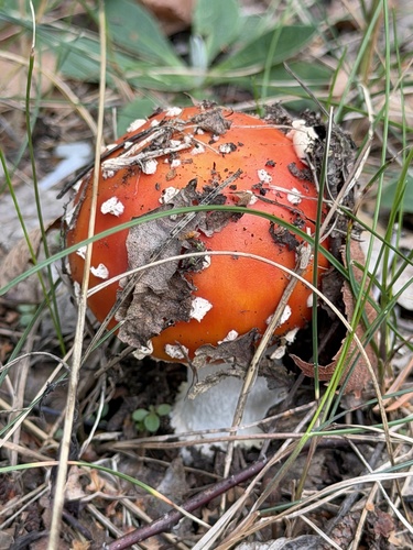 Fly Agaric