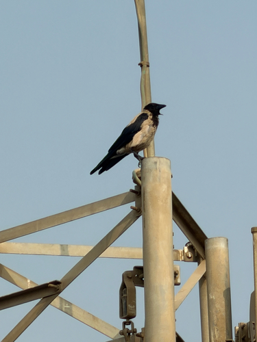 Hooded Crow