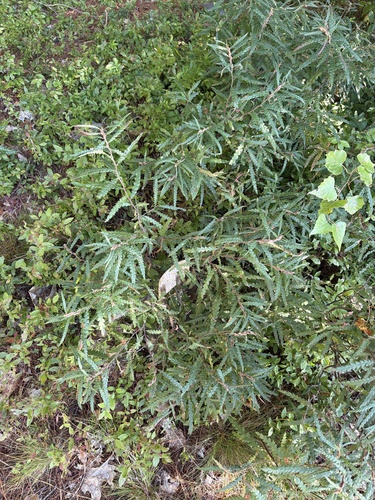 sweetfern