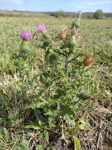 Bull Thistle