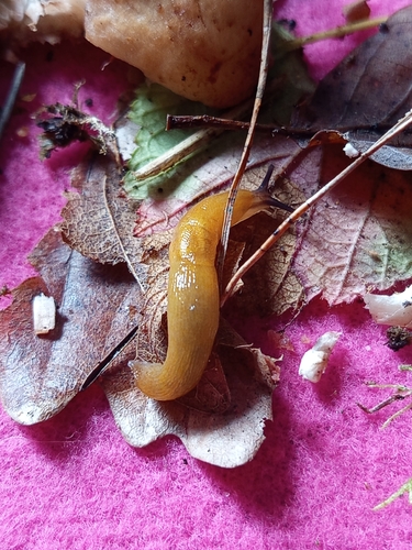 Lemon Slug