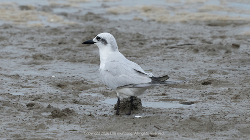 Gull-billed Tern
