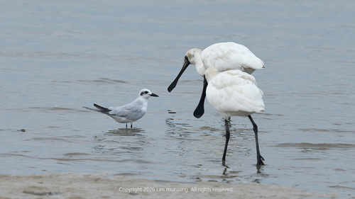 Black-faced Spoonbill