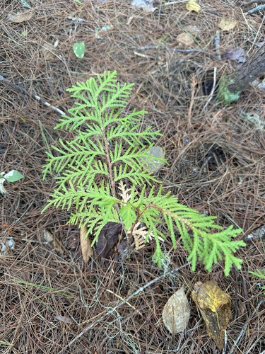 northern whitecedar