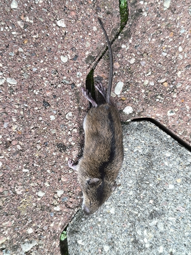 Striped Field Mouse