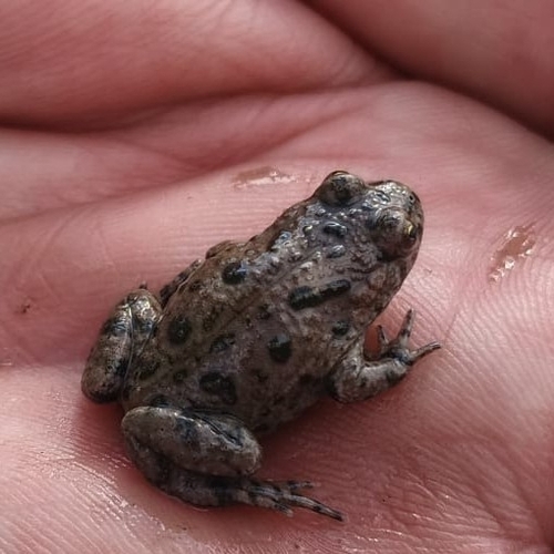 European Fire-Bellied Toad
