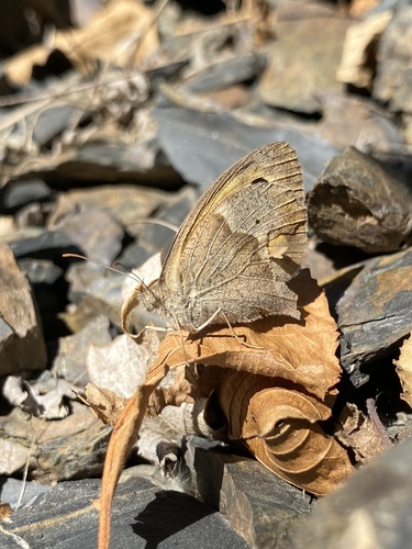Meadow Brown
