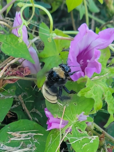 American Bumble Bee
