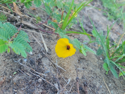 Chamaecrista chamaecristoides