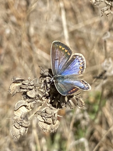 Common Blue