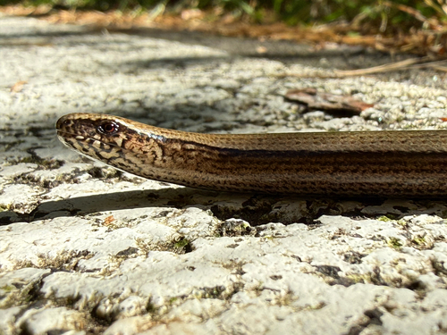Common Slowworm