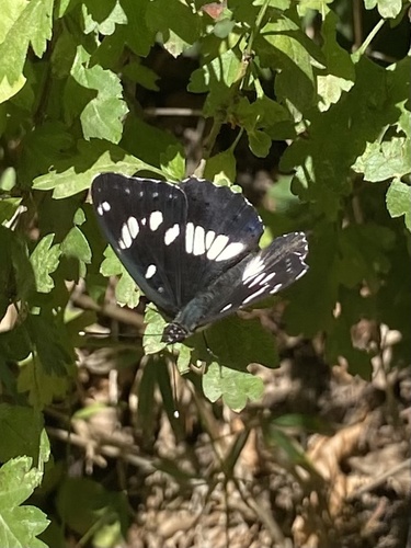 Southern White Admiral