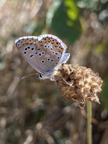 Blue Argus