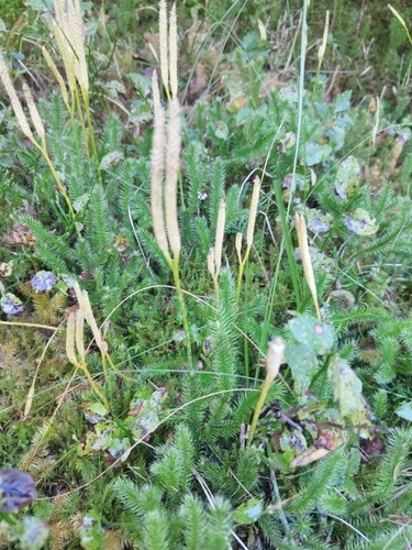 Lycopodium clavatum clavatum