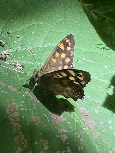 Speckled Wood