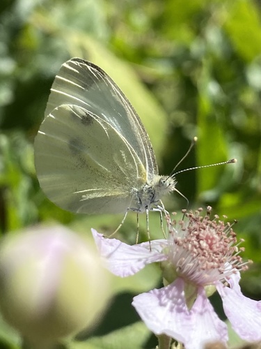 Small White