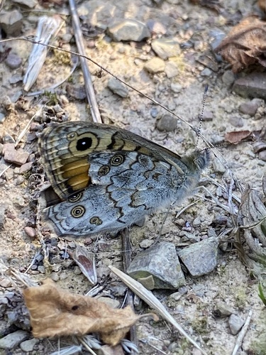 Wall Brown