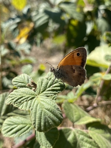 Small Heath