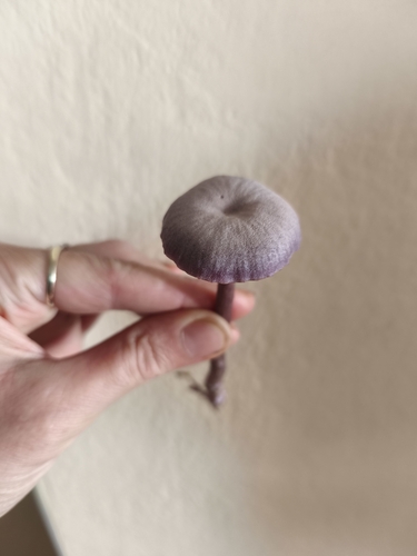 Amethyst Deceiver