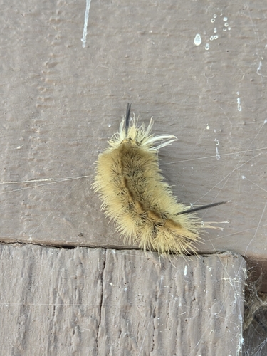 Banded Tussock Moth